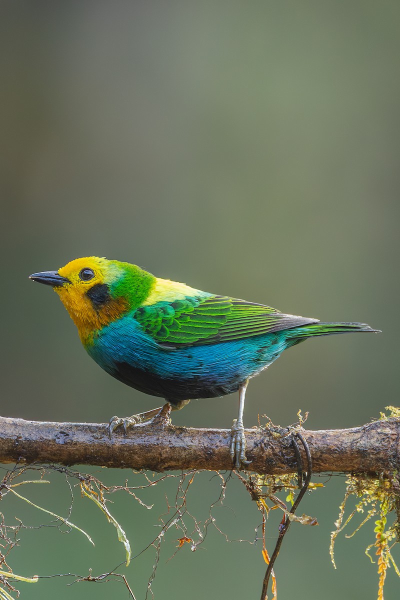 Multicolored Tanager - ML637509490