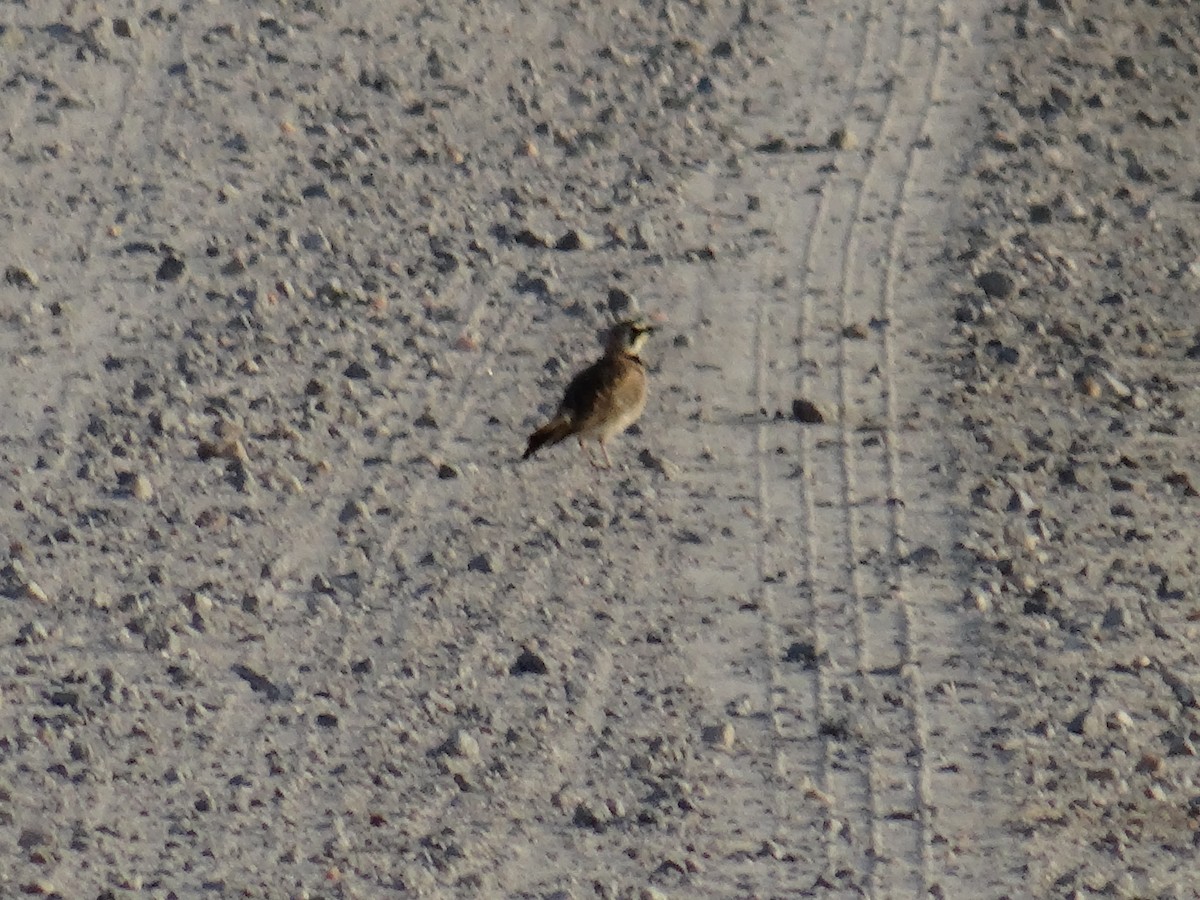 Horned Lark - ML637509495