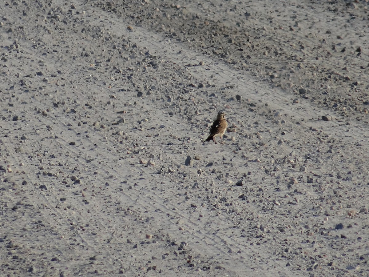 Horned Lark - ML637509497