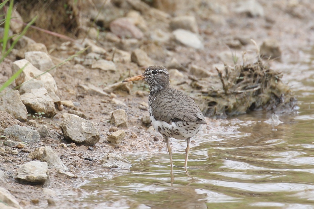 Spotted Sandpiper - ML637509543