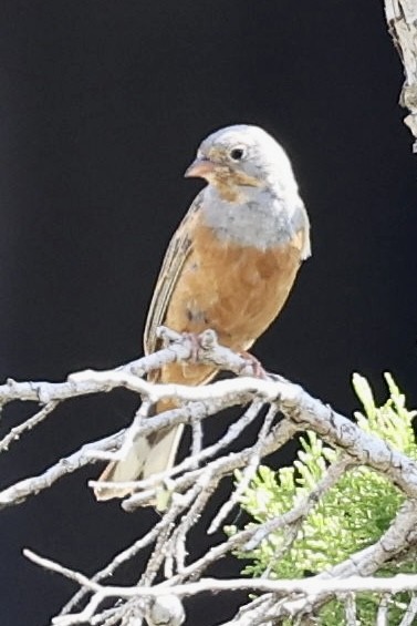 Cretzschmar's Bunting - ML637509561