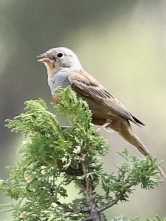 Cretzschmar's Bunting - ML637509564