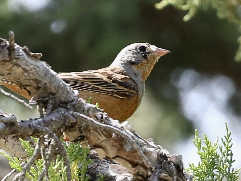 Cretzschmar's Bunting - ML637509565