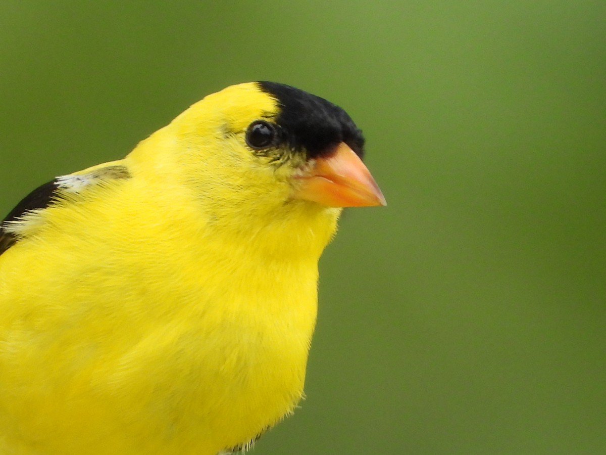 American Goldfinch - ML637509572