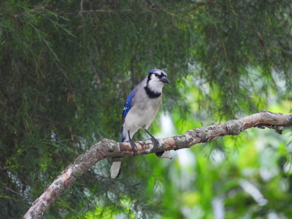 Blue Jay - ML637509616