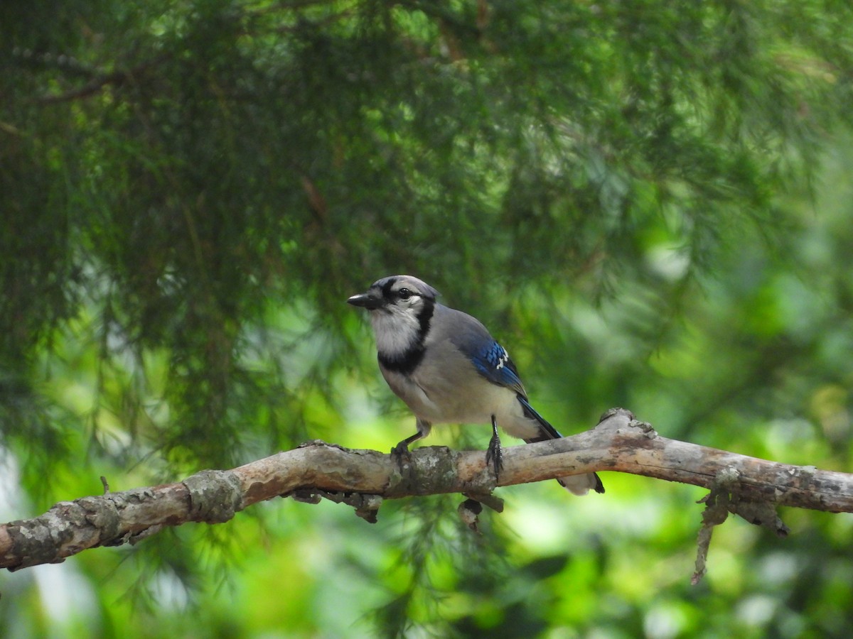 Blue Jay - ML637509623