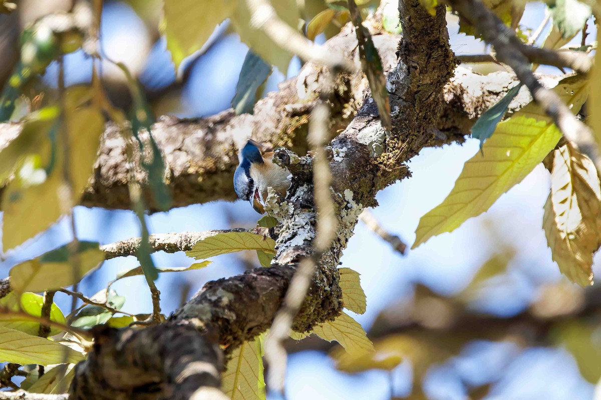 White-tailed Nuthatch - ML637509625