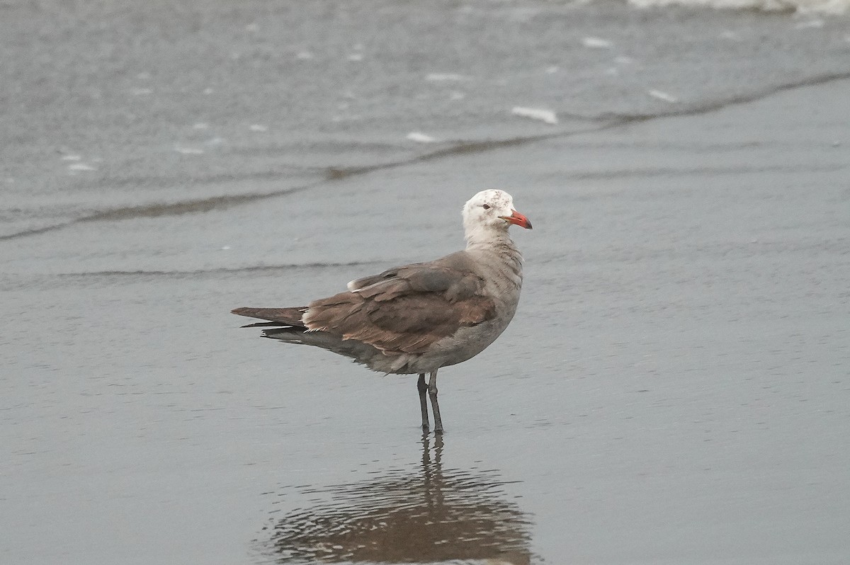 Heermann's Gull - ML637509631