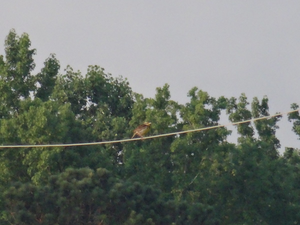 Eastern Meadowlark - ML637509640