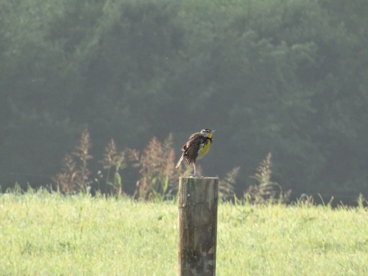 Eastern Meadowlark - ML637509647