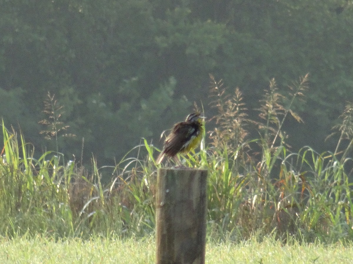 Eastern Meadowlark - ML637509648