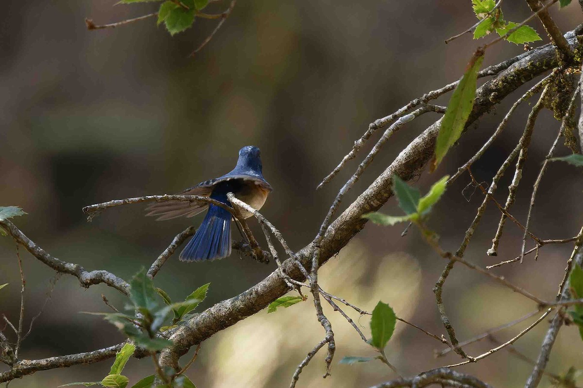 Himalayan Bluetail - ML637509649