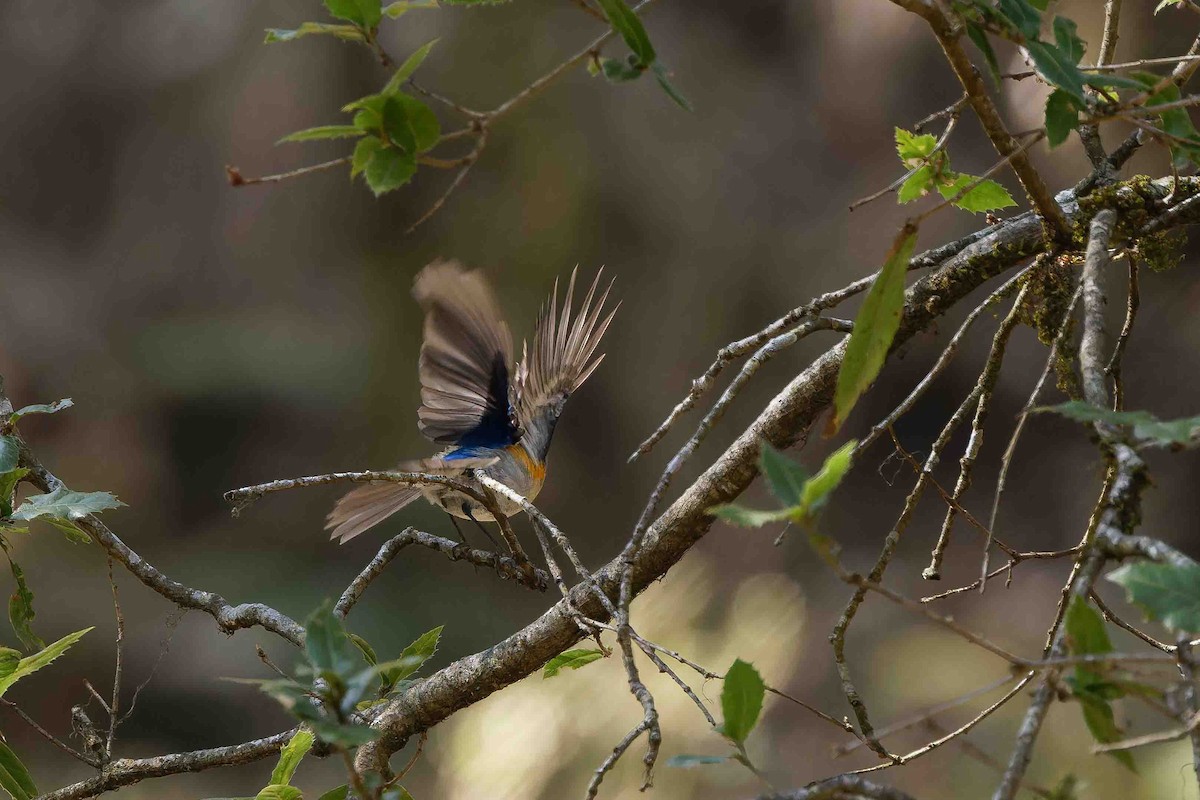 Himalayan Bluetail - ML637509650