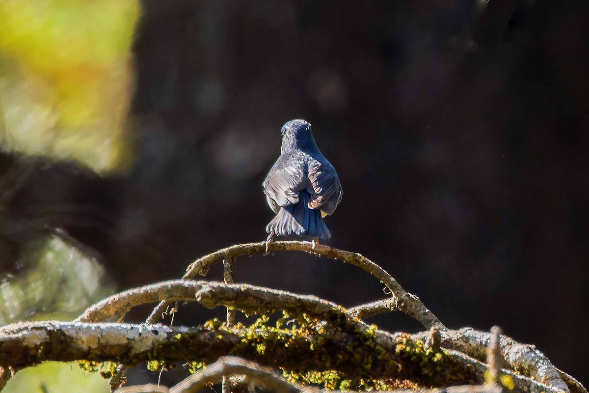 Himalayan Bluetail - ML637509653