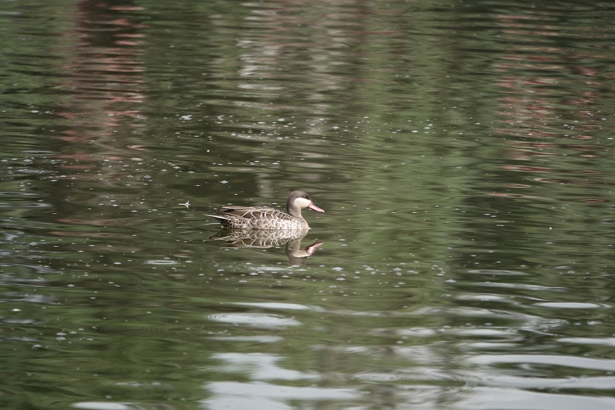 Red-billed Duck - ML637509655