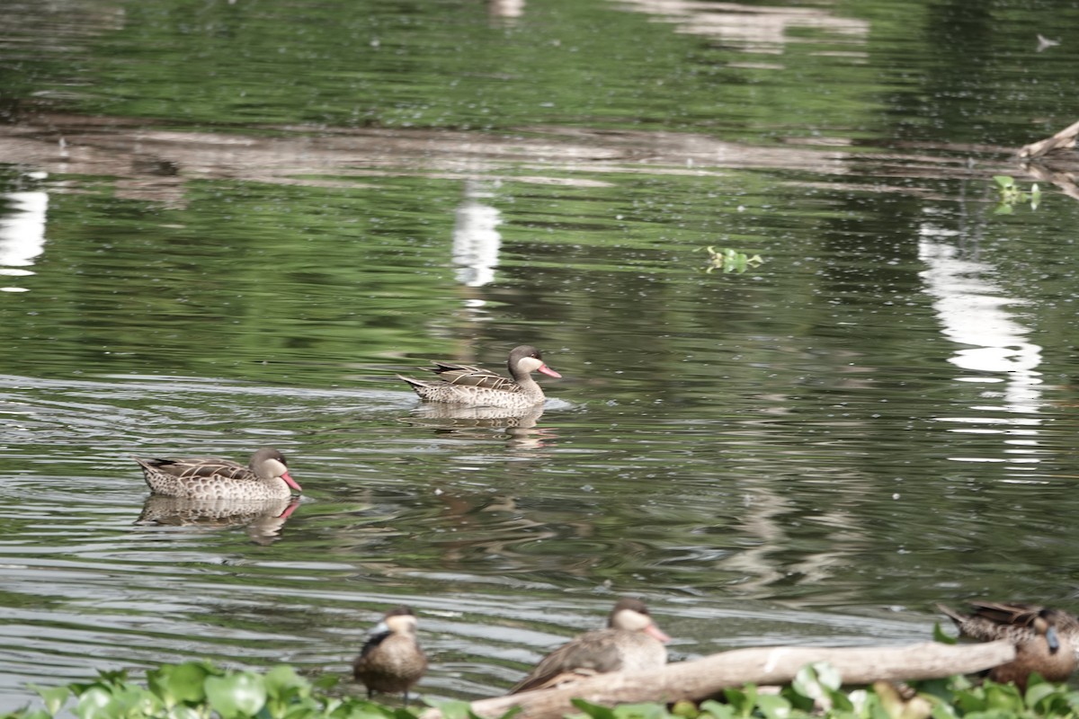Red-billed Duck - ML637509656