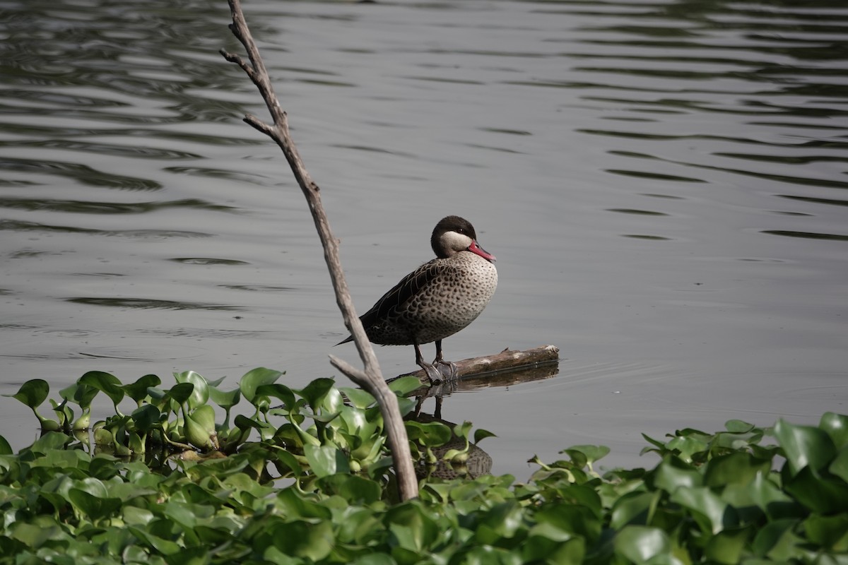 Red-billed Duck - ML637509657
