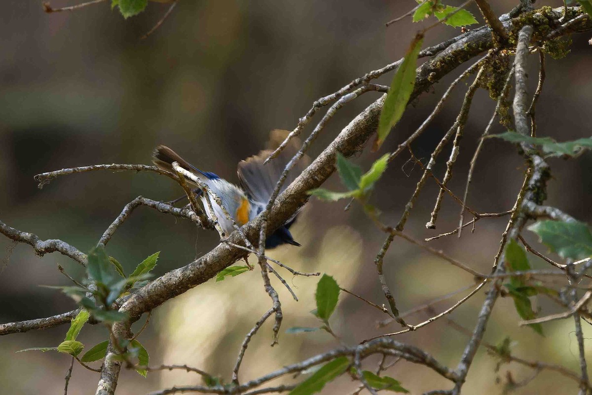 Himalayan Bluetail - ML637509666