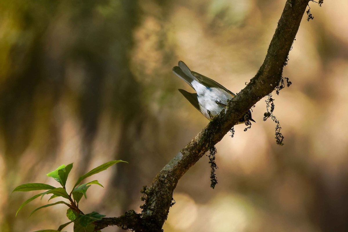 Himalayan Bluetail - ML637509667