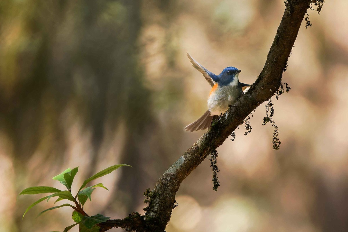 Himalayan Bluetail - ML637509668