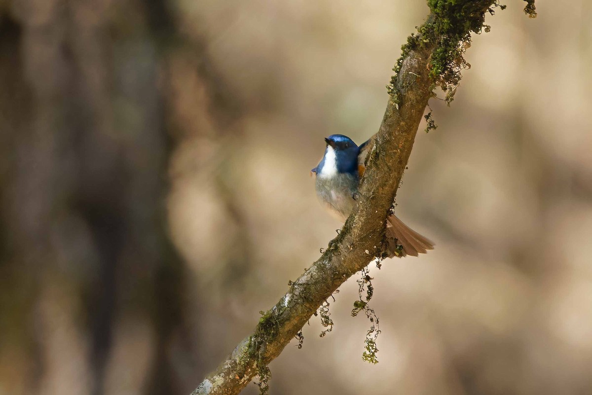 Himalayan Bluetail - ML637509670