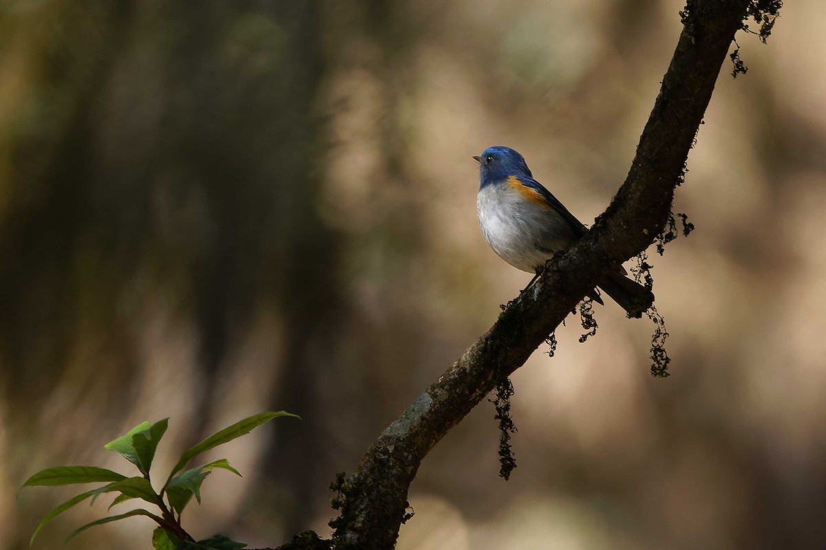 Himalayan Bluetail - ML637509671