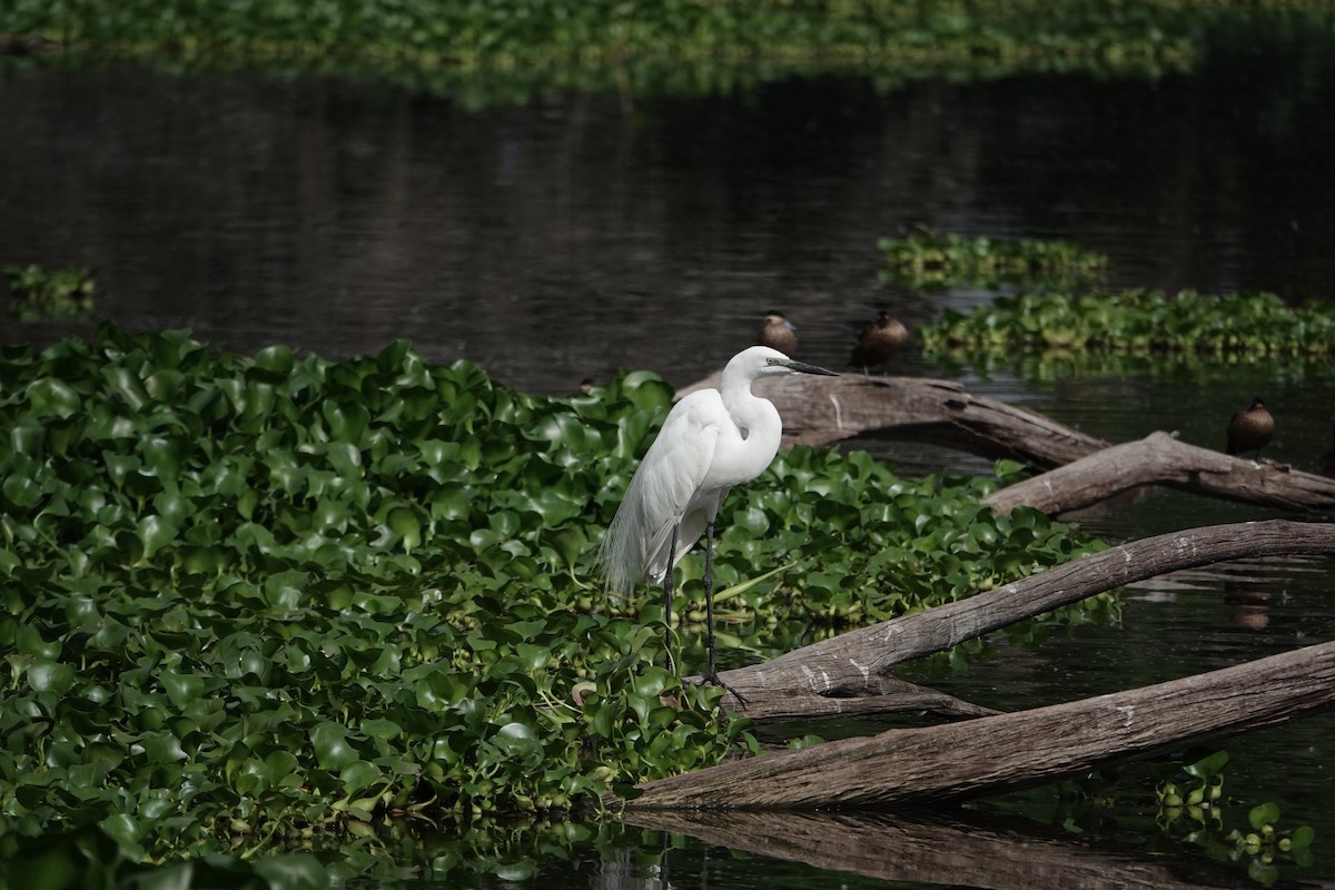 Great Egret (African) - ML637509694