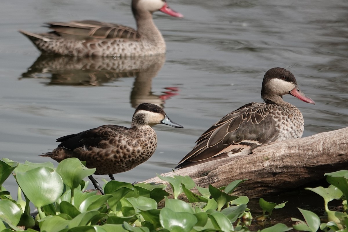 Blue-billed Teal - ML637509776