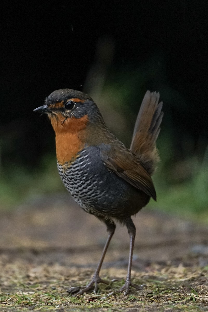 Chucao Tapaculo - ML637509784