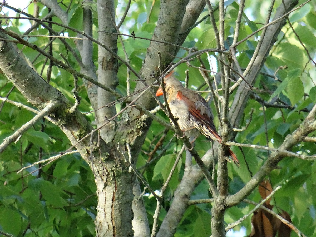 Northern Cardinal - ML637509830