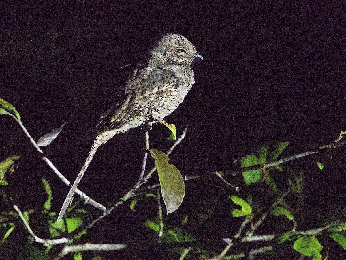 Ladder-tailed Nightjar - ML637509836