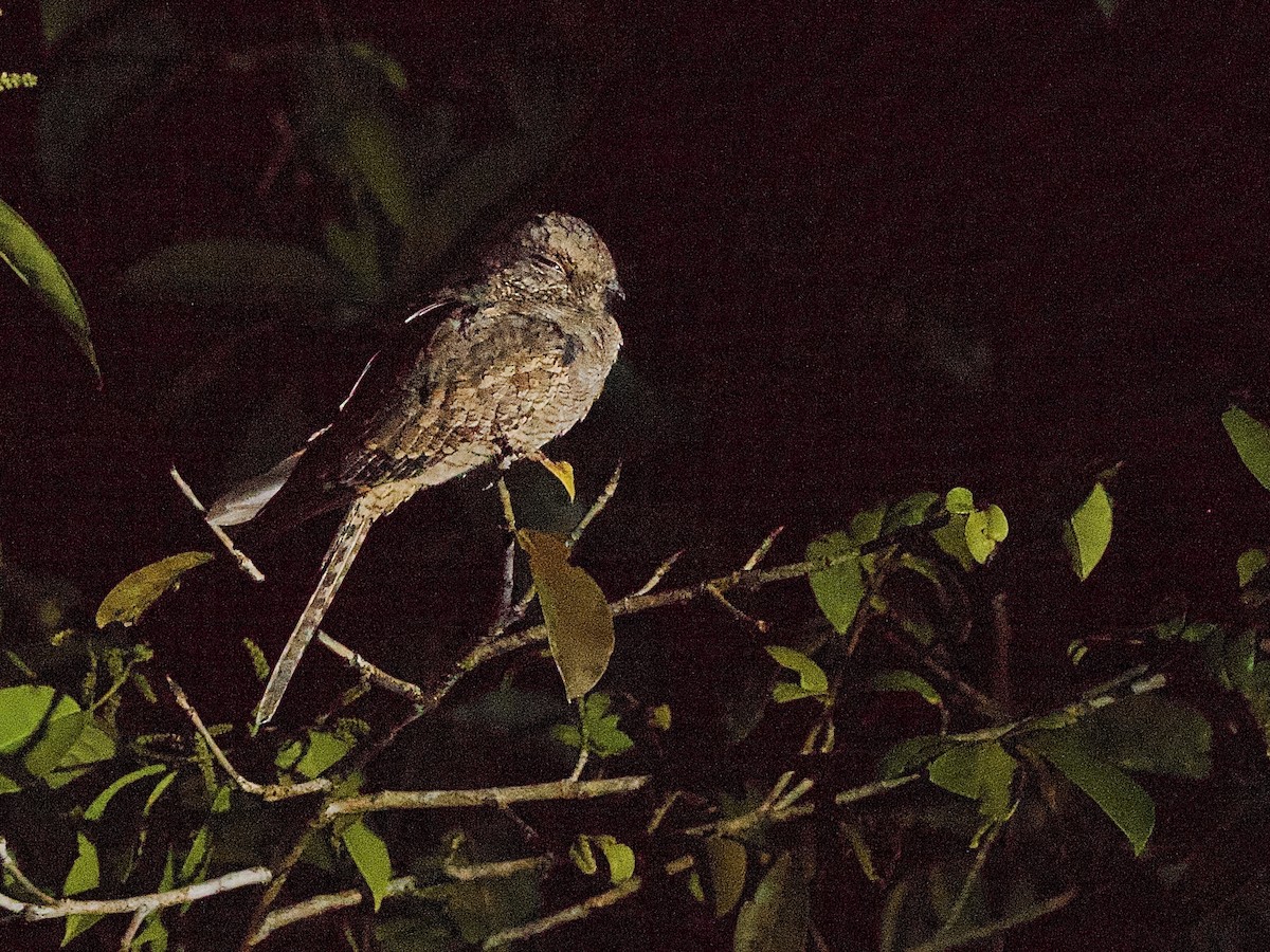 Ladder-tailed Nightjar - ML637509837