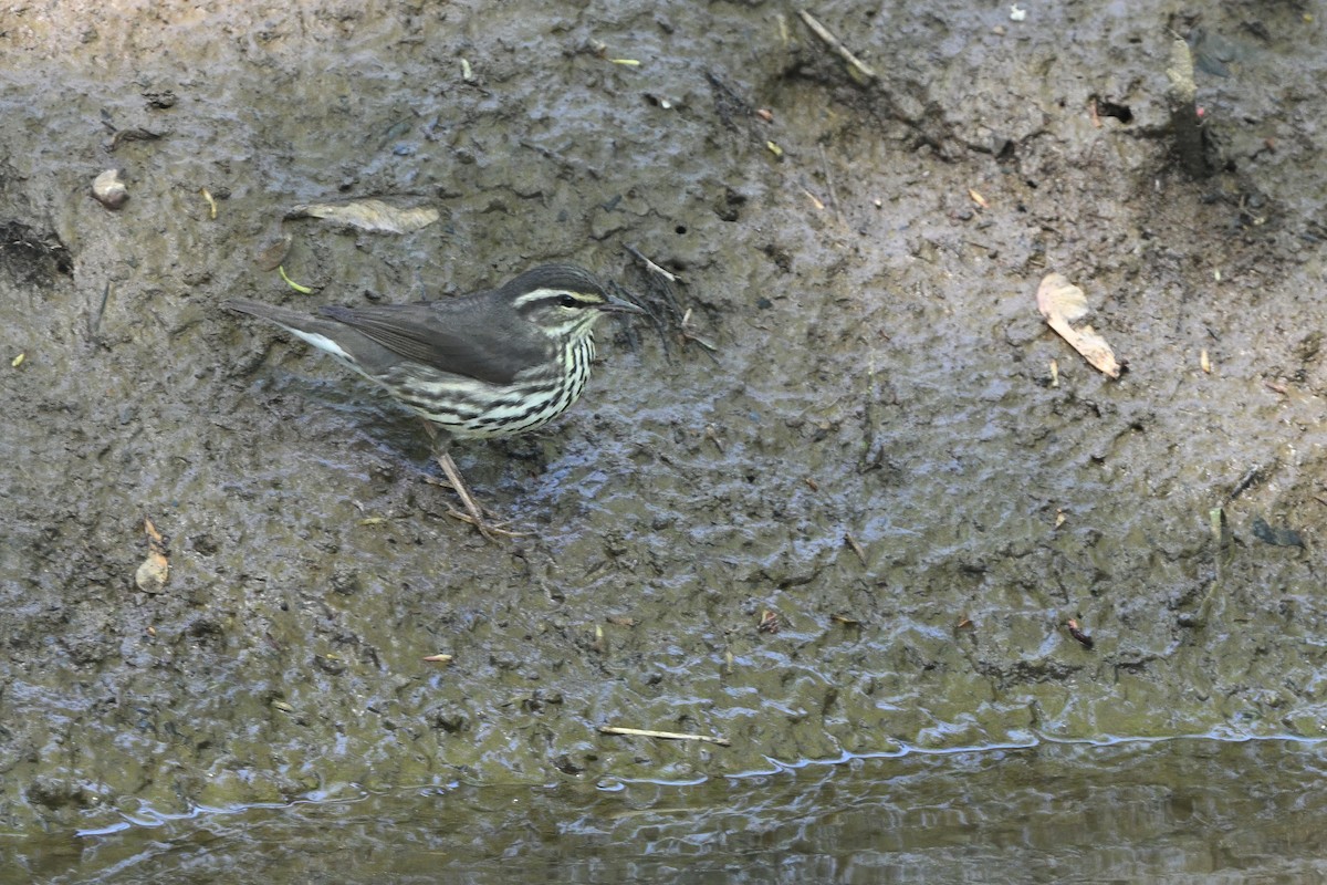 Northern Waterthrush - ML637509841