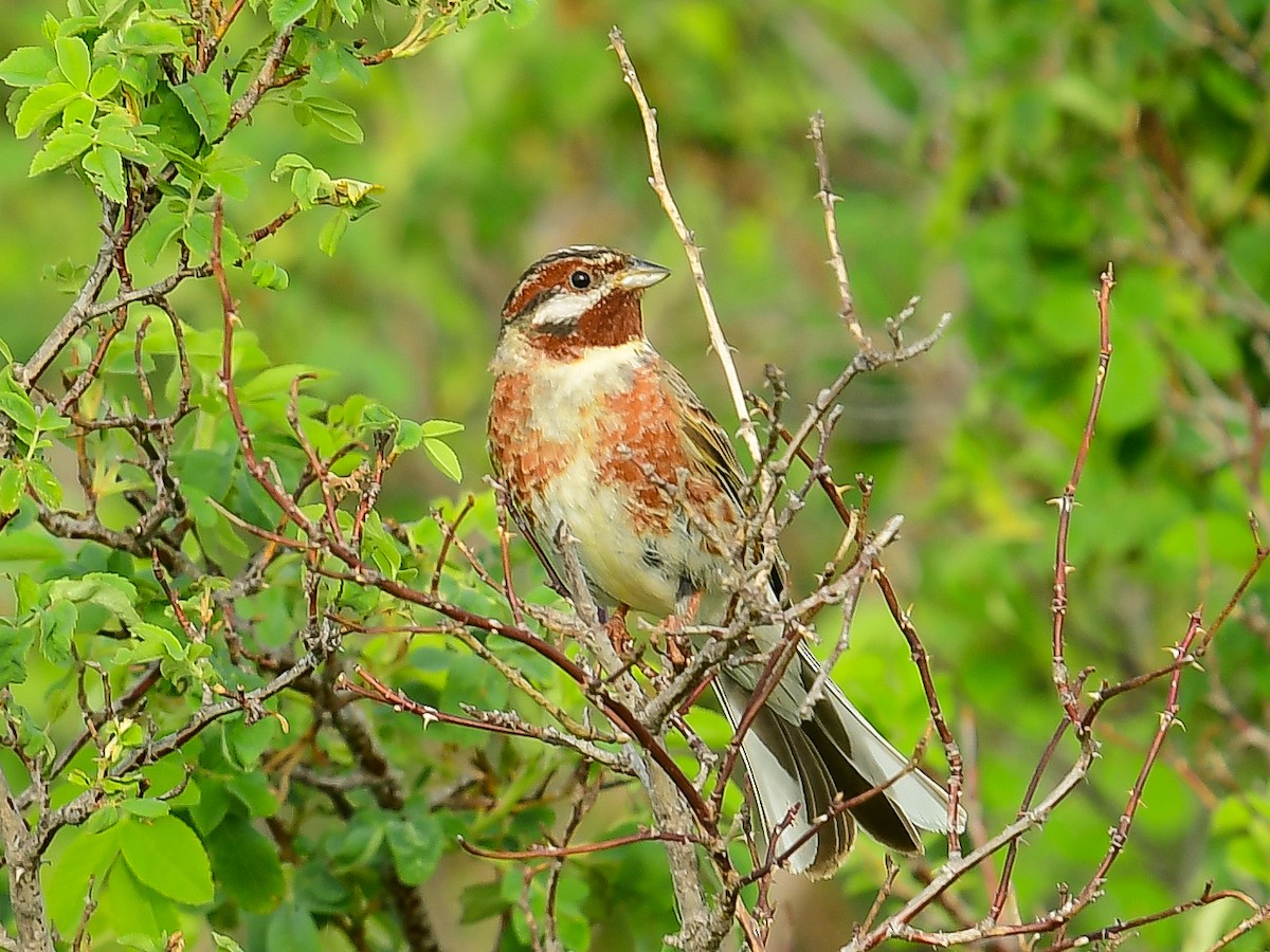 Pine Bunting - ML637509887