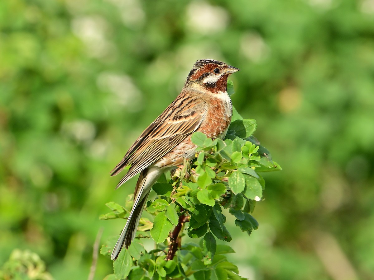 Pine Bunting - ML637509888