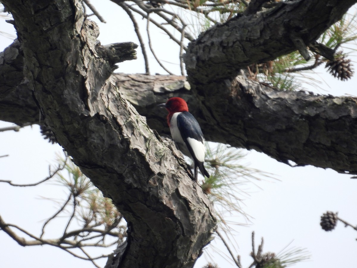Red-headed Woodpecker - ML637509896