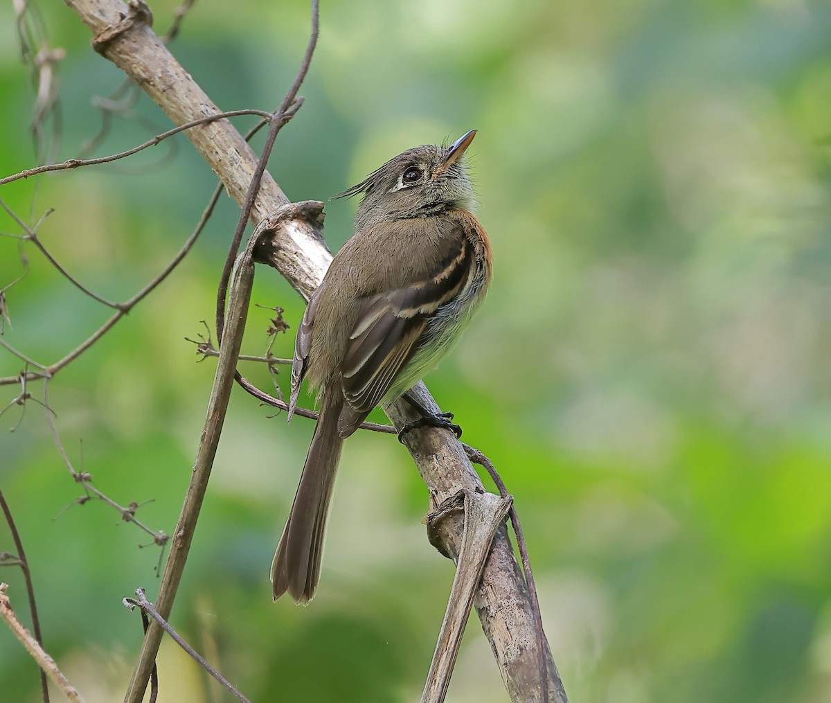 Belted Flycatcher - ML637509902