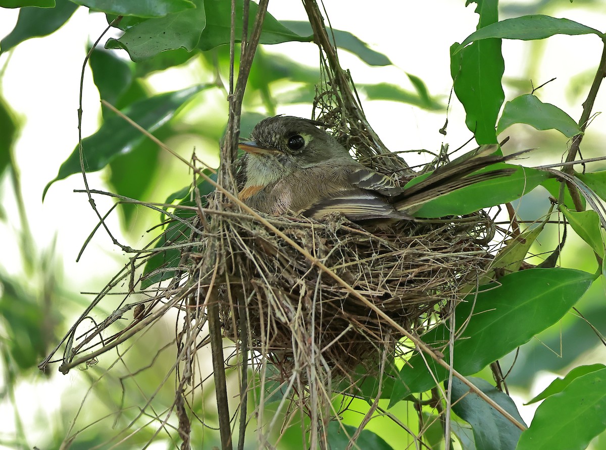 Belted Flycatcher - ML637509903