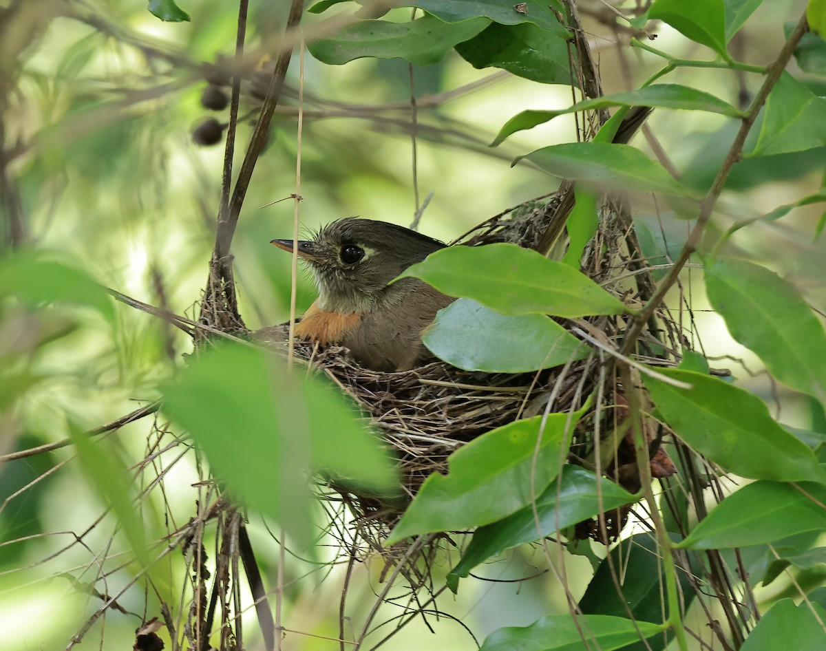 Belted Flycatcher - ML637509906