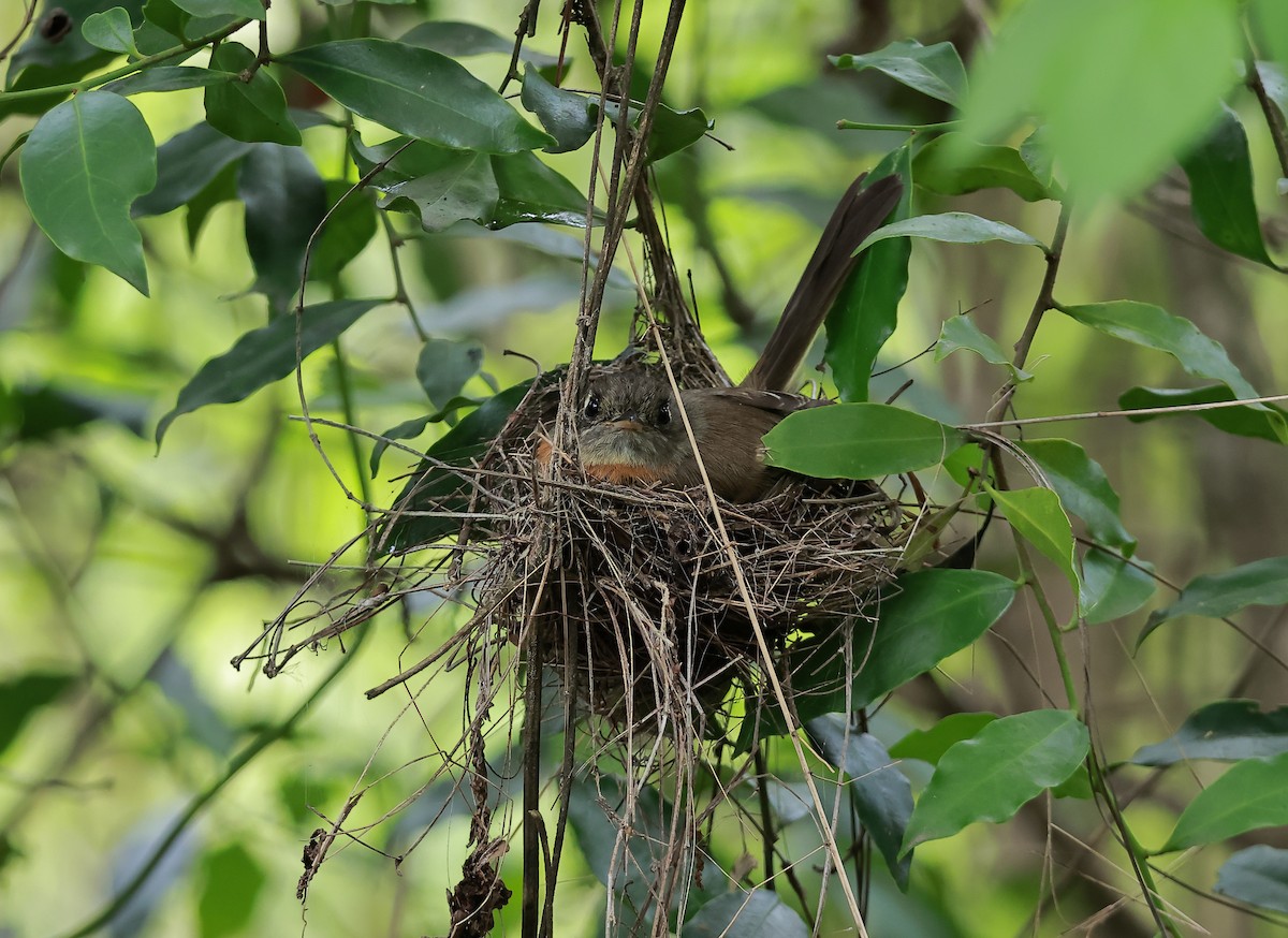 Belted Flycatcher - ML637509907