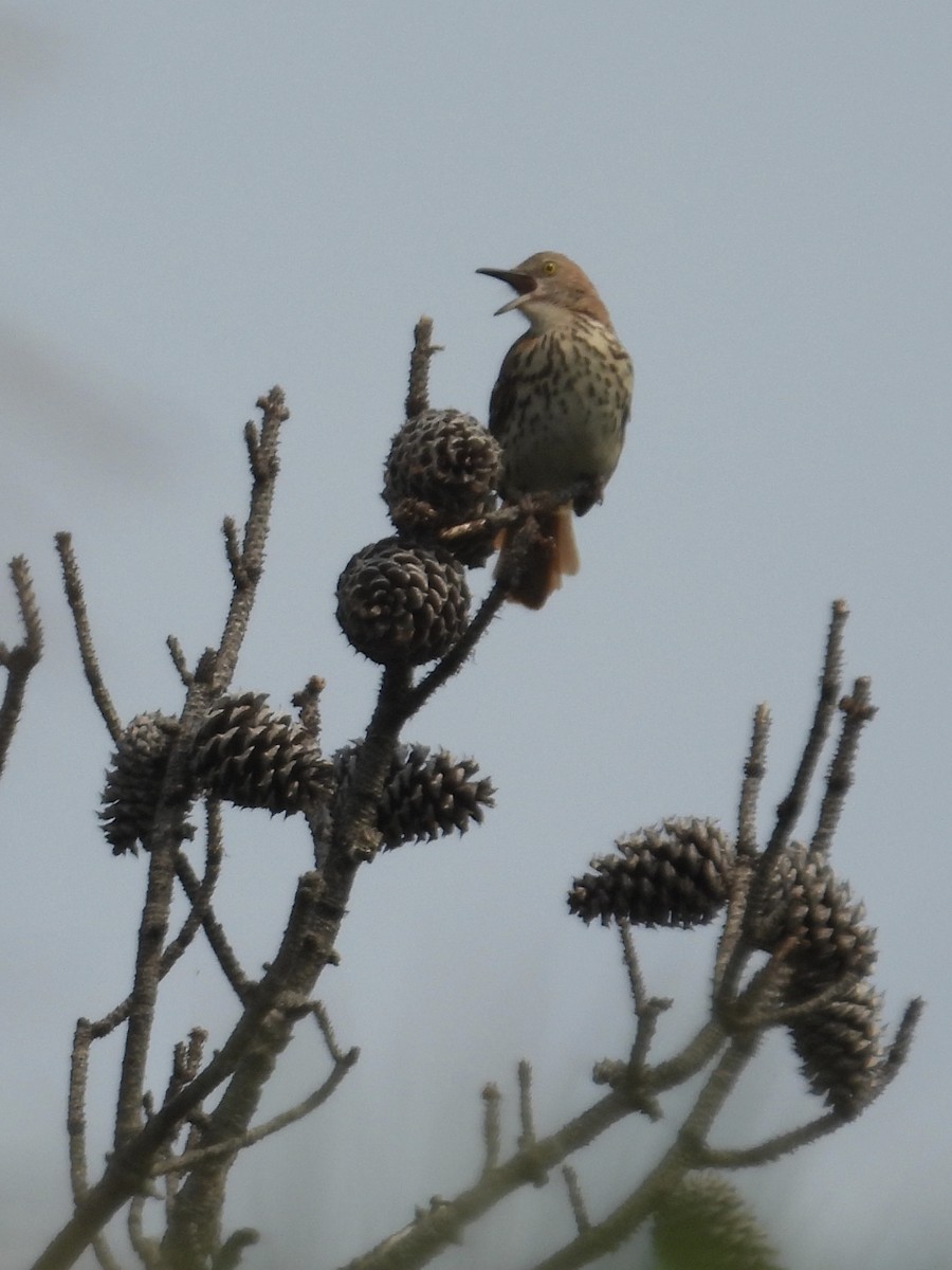 Brown Thrasher - ML637509928