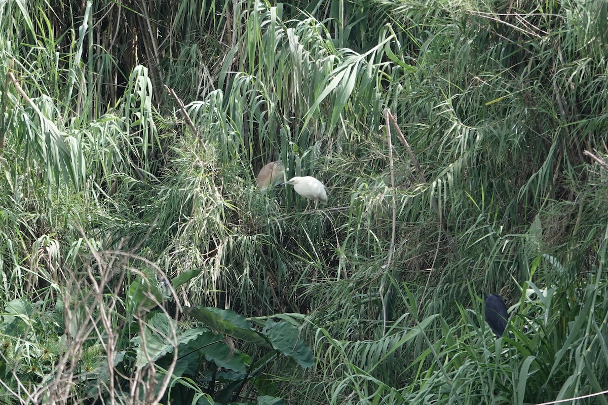 Malagasy Pond-Heron - ML637509930