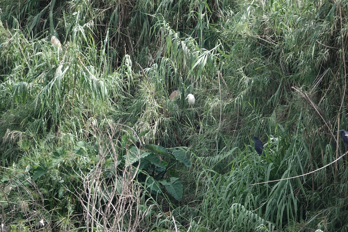 Malagasy Pond-Heron - ML637509932