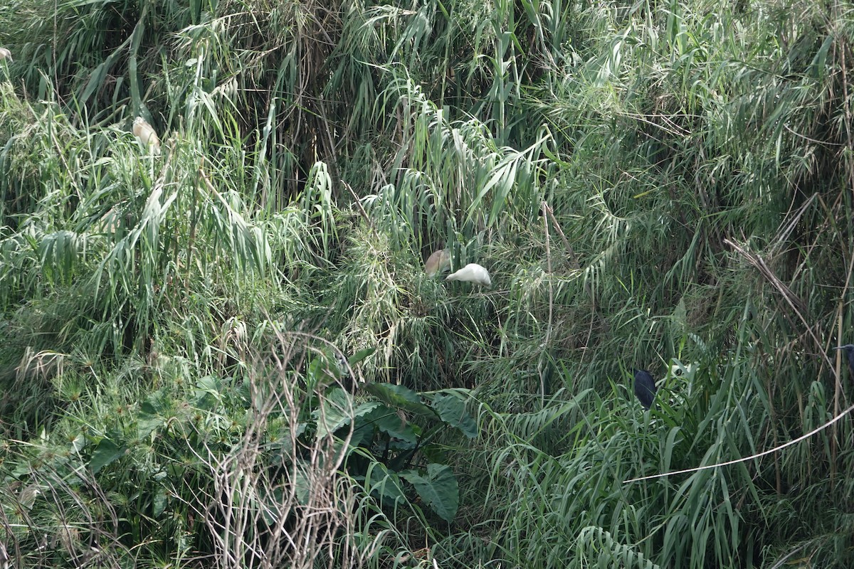Malagasy Pond-Heron - ML637509934