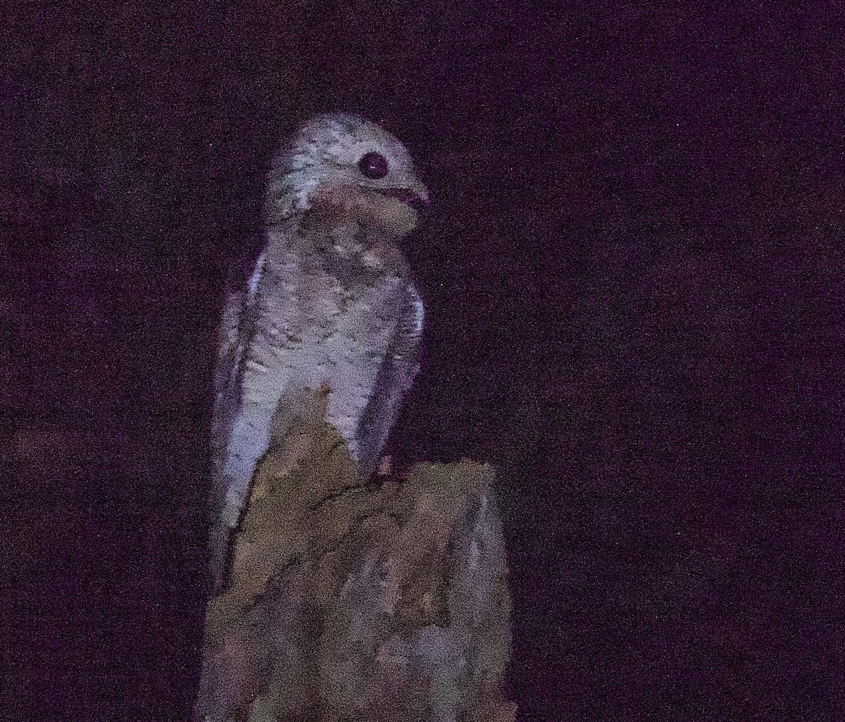 potu velký - ML637509937