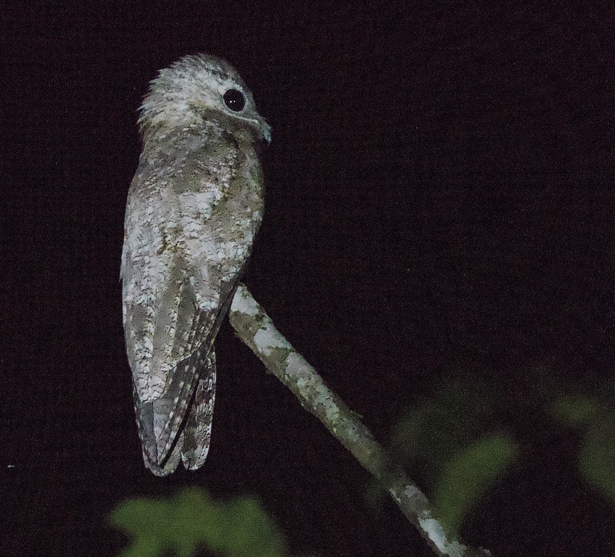 potu velký - ML637509938