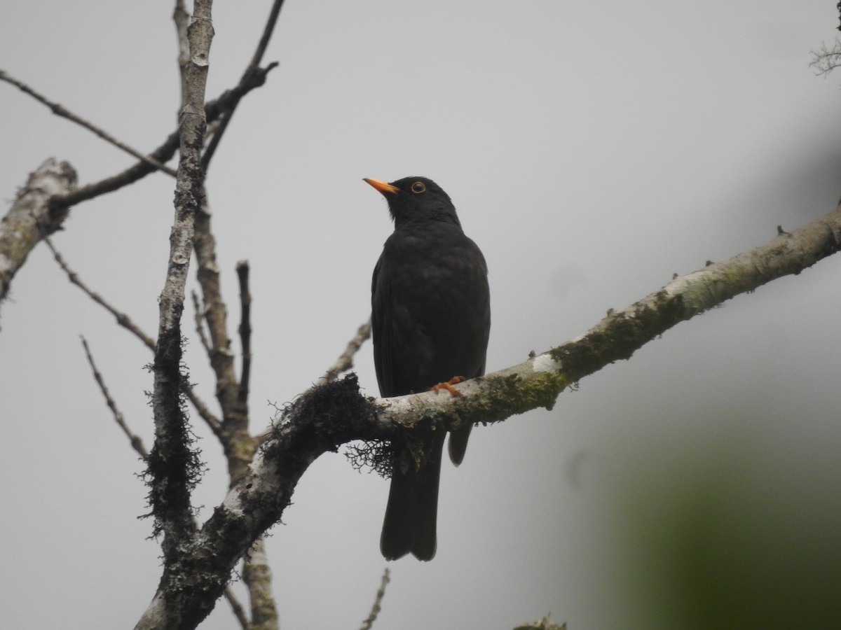 Black Thrush - ML637509946