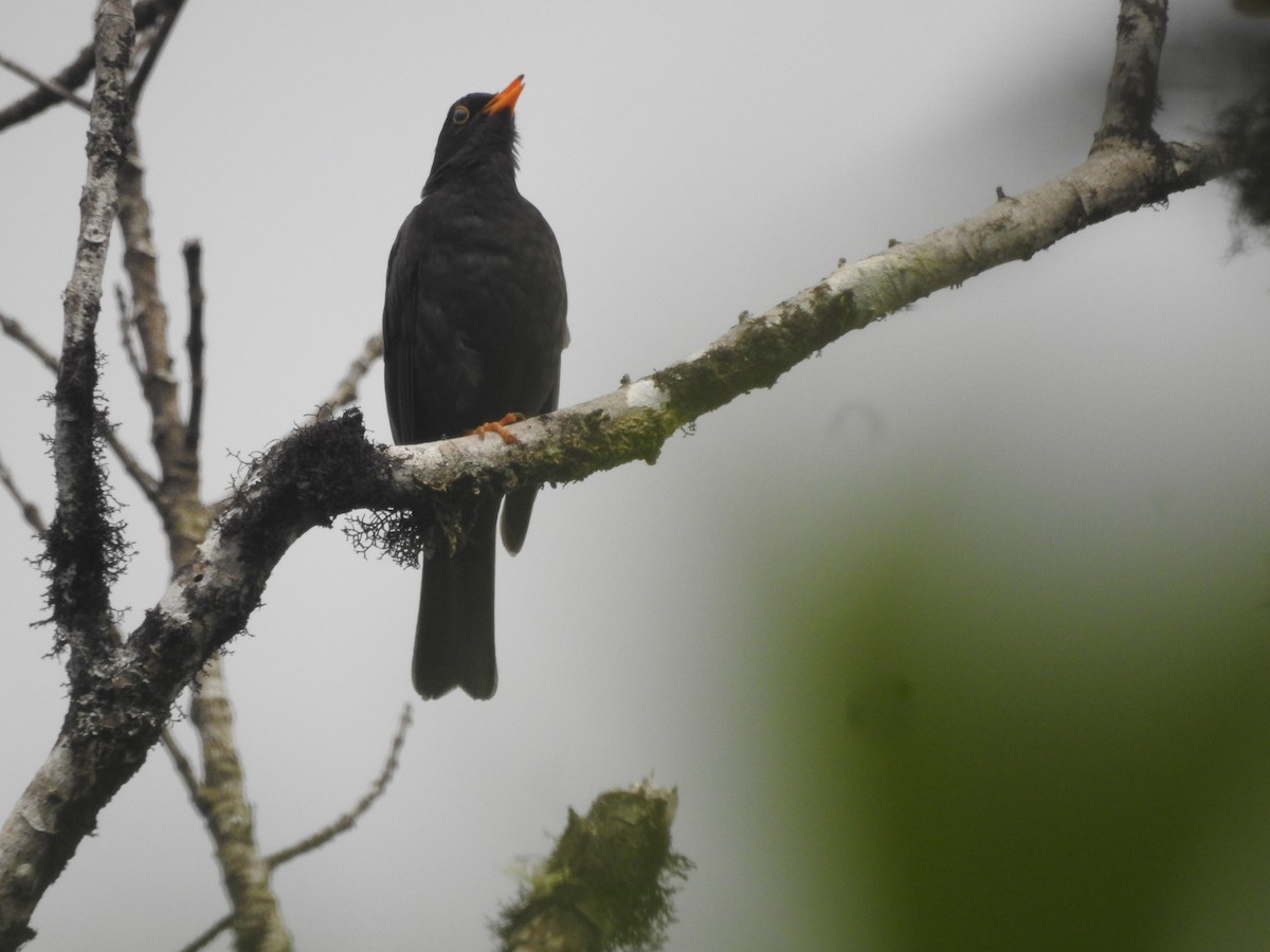 Black Thrush - ML637509947