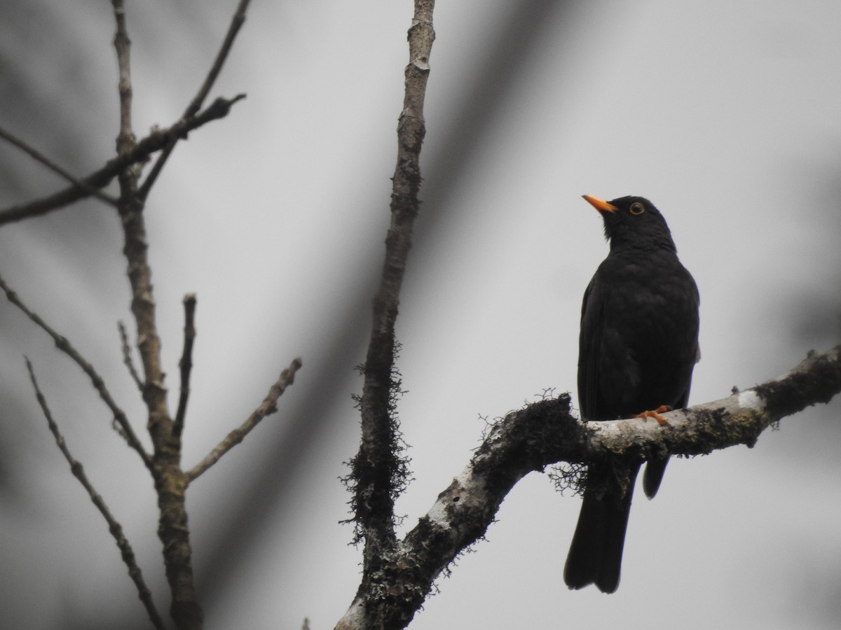 Black Thrush - ML637509948