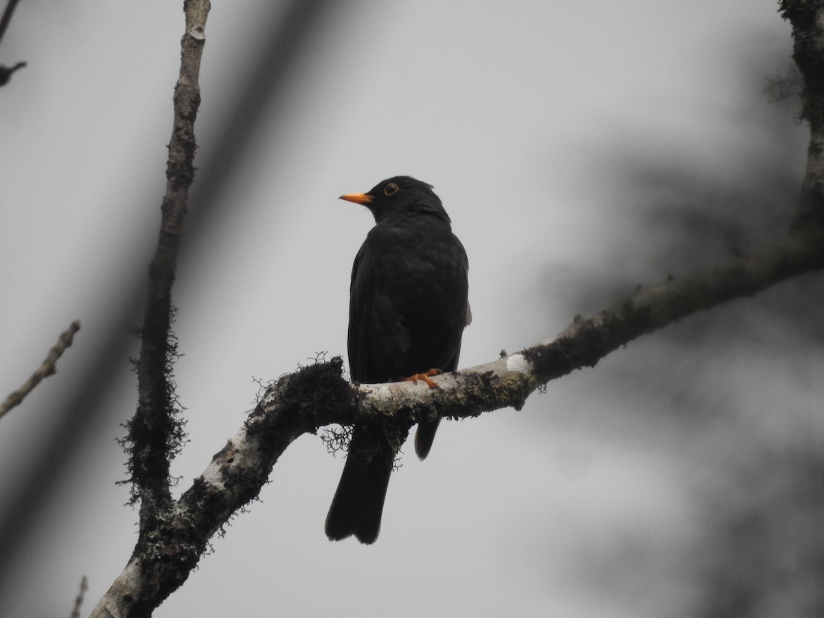 Black Thrush - ML637509949